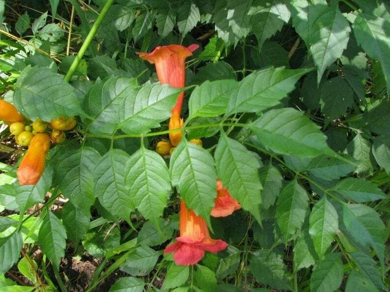 Orange Trumpet Creeper Live Plants - 3 Starter Vines Campsis Radicans for Hummingbird & Butterfly Gardens