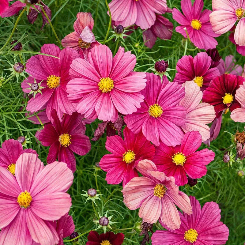 Rubinato Cosmos Seeds - 200+ Pack - Pink Red White Blooms - Cosmos bipinnatus - USA Grown, Easy to Grow Garden Seeds