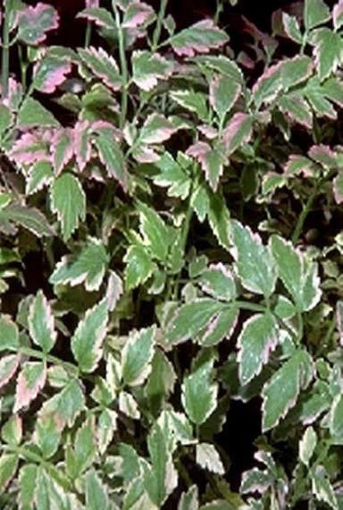 Live Potted Variegated Water Celery Plant - Aquatic Marginal Plant Oenanthe javanica for Ponds & Water Gardens