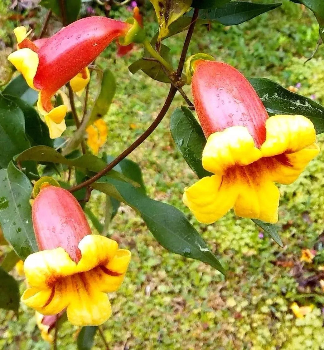 Tangerine Beauty Cross Vine Starter Plant 1ft, Yellow Orange Flowers, Bignonia capreolata, Hummingbird Attractant