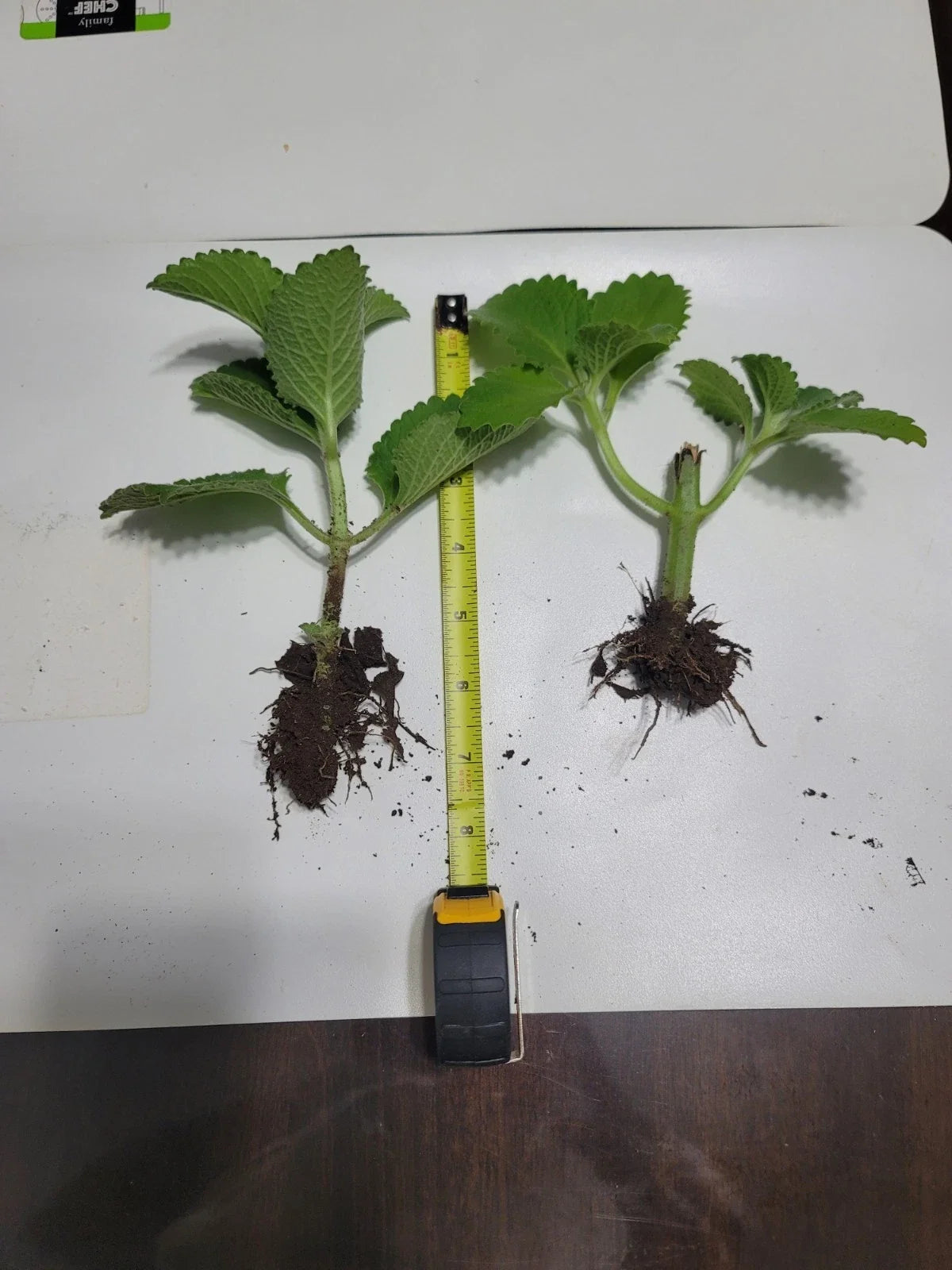 Cuban Oregano 2-Pack Live Plants, Mexican Mint, Spanish Thyme, Plectranthus amboinicus, Well-Rooted Culinary Herb