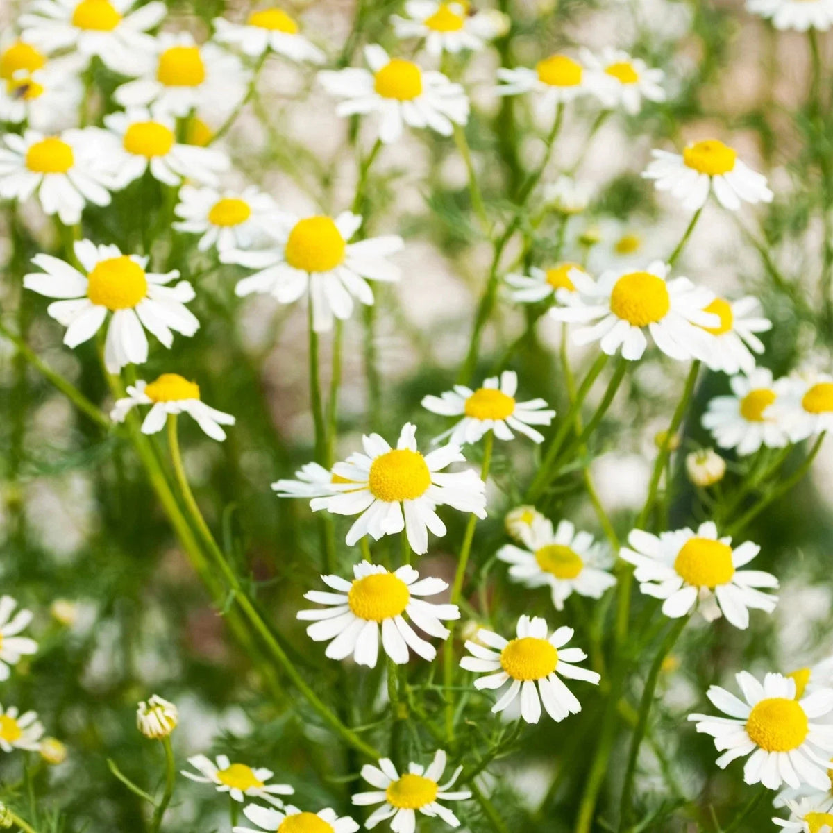 Organic German Chamomile Seeds - Premium Matricaria Chamomilla for Planting in 2025 - Aromatic Herb for Tea and Garden