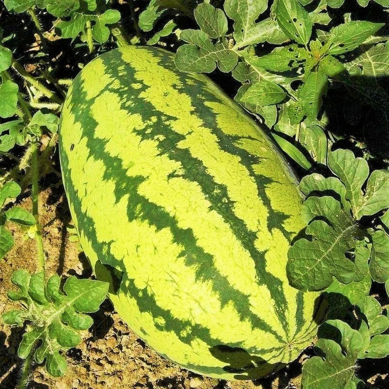 Jubilee Watermelon Seeds | Packet of 20 | Giant Sweet Green Striped Fruit | Citrullus lanatus | Non-GMO, Easy to Grow