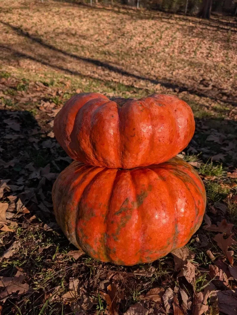 Fairytale Pumpkin Seeds - 10 Organic Heirloom Seeds - Cucurbita pepo - USA Grown, Non-GMO, Ideal for Fall Decor