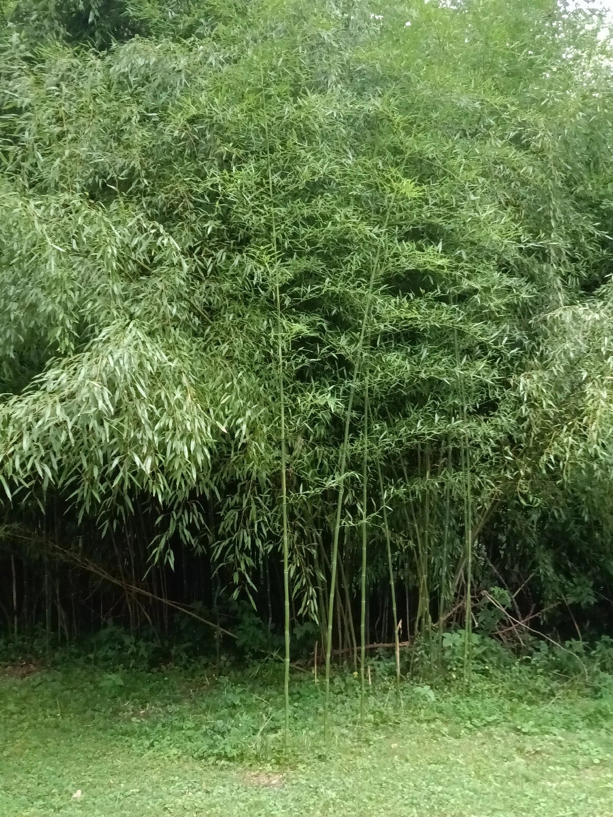 Mosso Bamboo Roots - 2 Plantable Pieces - Phyllostachys edulis - Fast-Growing, Hardy Bamboo for Gardens & Landscaping