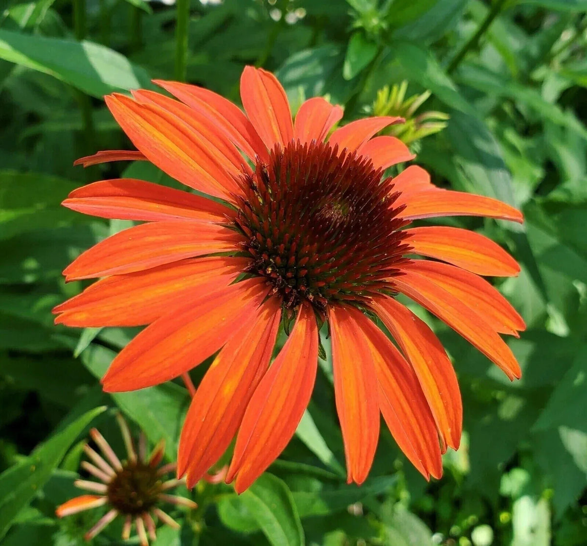 Orange Coneflower Seeds - 200+ Pack - Echinacea purpurea - Vibrant Orange Blooms - USA Grown, Non-GMO