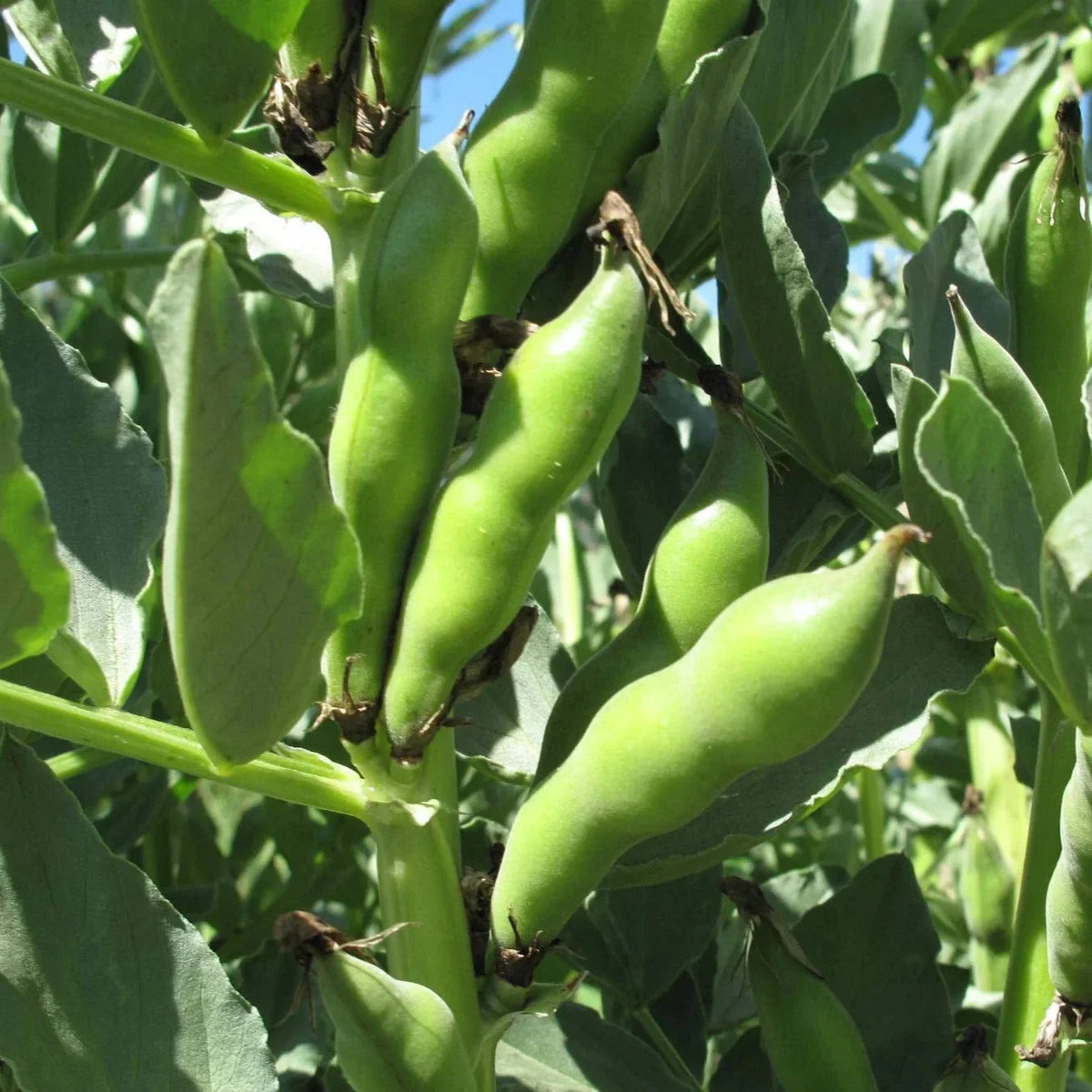 Broad Windsor Fava Bean Seeds - 20+ Count - Cold Tolerant - Vicia faba - Ideal for Early Spring Planting
