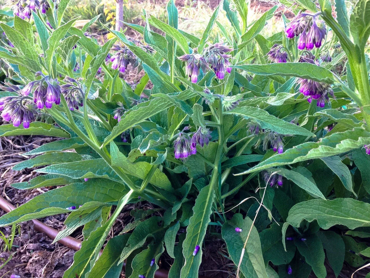 Organic Common Comfrey Plants - Pesticide-Free Permaculture Booster - Symphytum officinale - Live Perennial Herb