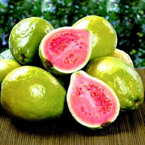 20 Lemon Apple Pink Guava Seeds - Ruby Supreme Psidium guajava - Tropical Fruit for Home Gardening