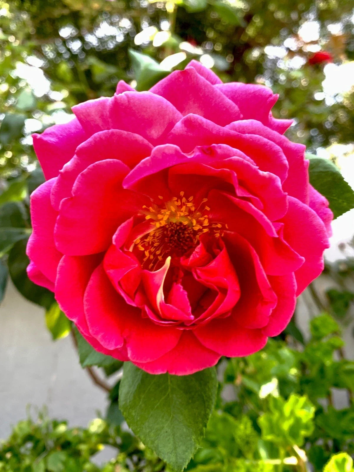 Pink Rose Cuttings, 6 Inch Long, 5 Pieces, Fragrant Blooms, Rosa spp. - Perfect for Gardening and Propagation