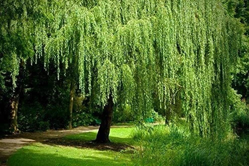 Golden Weeping Willow Tree Cuttings - 2 Live Plants Salix babylonica 'Golden' - Arching Canopy, Vibrant Foliage