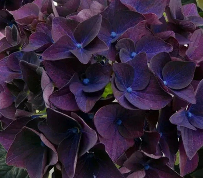 Deep Purple Hydrangea Seeds - 5 Pack - Hydrangea macrophylla - Perennial Flower Garden Seeds - USA