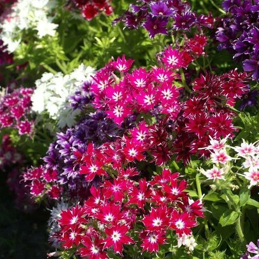 Phlox Seeds - 200 Heirloom TWINKLE MIX - Colorful Fringed Petals - Phlox drummondii - Non-GMO Garden Flowers
