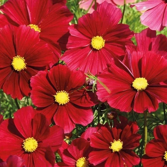 Gazebo Red Cosmos Seeds - 200+ Pack - Cosmos bipinnatus - USA Grown, Non-GMO, Fast Germination, Vibrant Red Blooms
