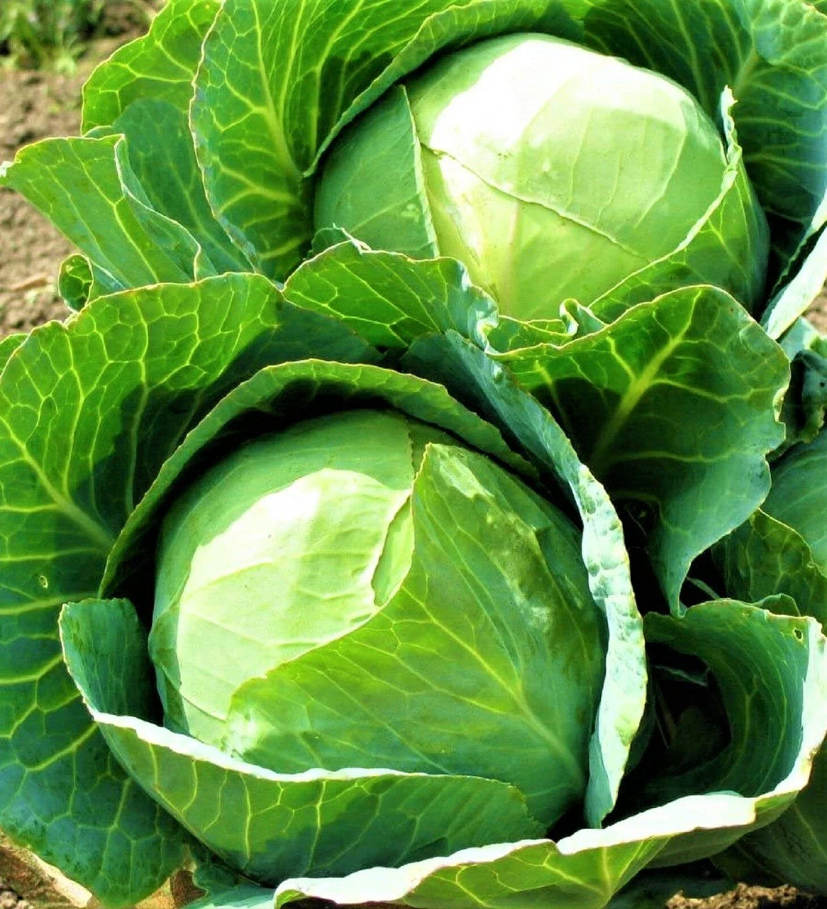 Danish Ballhead Cabbage Seeds 500+ Non-GMO Heirloom - Brassica oleracea - Premium Garden Seeds for Home Planting