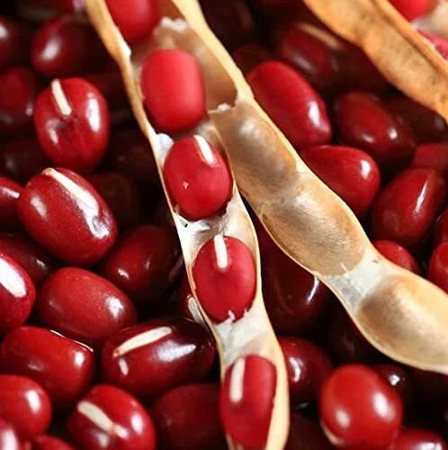 Asian Red Bean Seeds | NON-GMO Adzuki Beans | Heirloom Vegetable Seeds | Vigna angularis | Packet of 100 Seeds