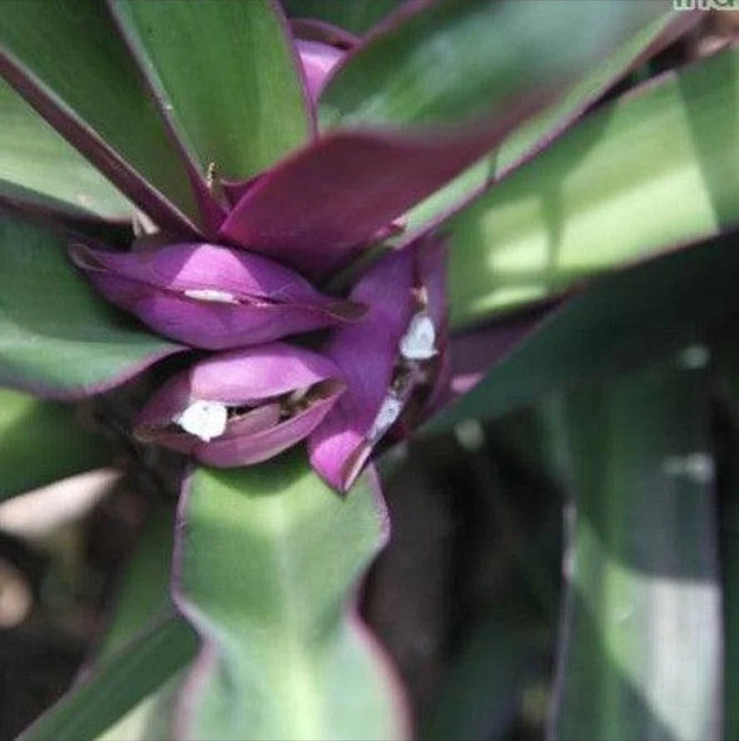 Oyster Plant Set of 5 Rooted Plants Moses in the Cradle Purple Green Tradescantia spathacea - Easy Care Indoor Outdoor Foliage