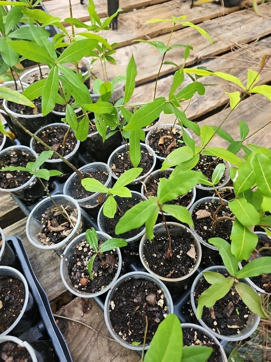 Rooted Live Oak Tree 6"-10" Quercus Virginiana - TX Florida Evergreen Shade Tree for Landscaping