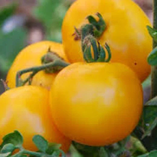 Mountain Gold Tomato Seeds | Heirloom Non-GMO | Solanum lycopersicum | 25 Seeds for Growing Golden Tomatoes