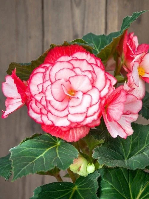 Begonia Seeds 100 Count Glory Hot Tip Rose Begonia x tuberhybrida Vibrant Pink Foliage for Garden & Container Planting