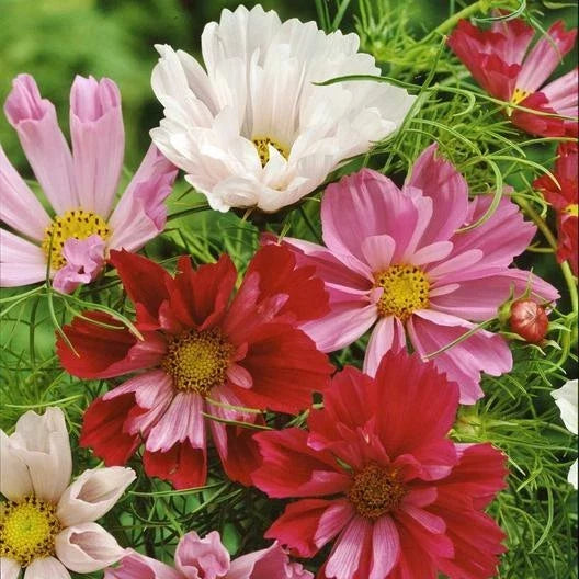 Cosmos Seeds 200 Non-GMO SEASHELLS Mix AAS Winner - Colorful Tubular Flowers for Garden, Cosmos bipinnatus