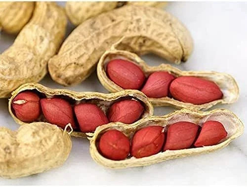 Tennessee Red Peanut Seeds Packet - 20 Non-GMO Seeds, Arachis hypogaea, Compact Growth, Ideal for Home Gardening