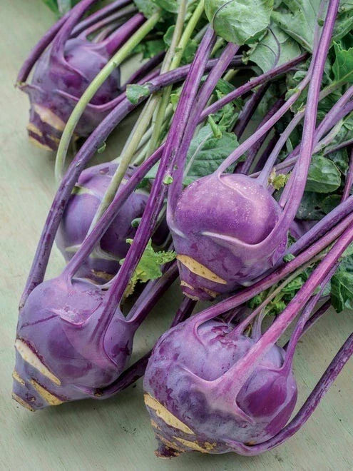 Purple Vienna Kohlrabi Seeds - 200+ Non-GMO Heirloom - Brassica oleracea - Unique Purple Vegetable for Fresh Garden Harvests