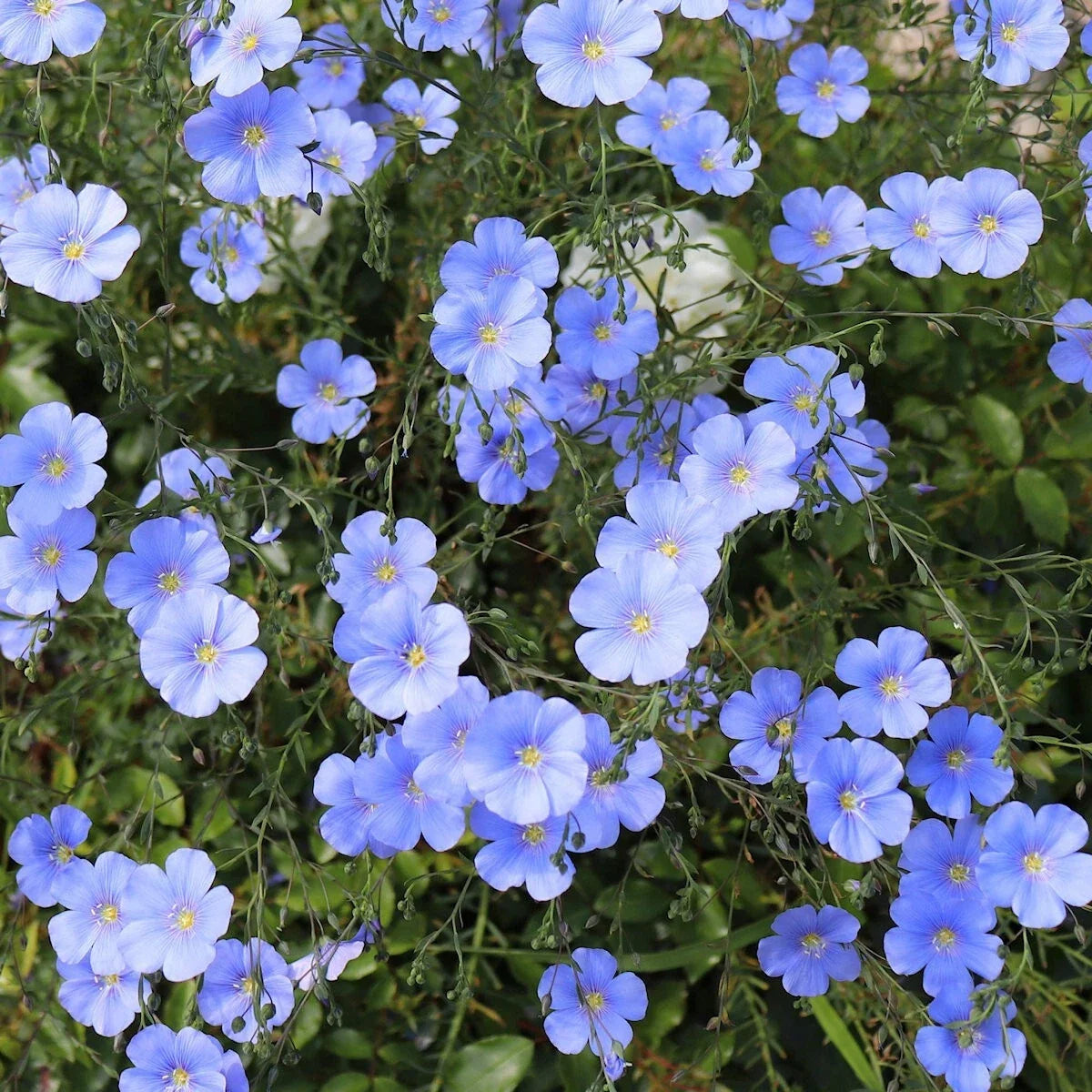 Blue Flax Wildflower Seeds 1/4 Lb Mylar Packet Linum lewisii | Vibrant Blue Flowers for Gardens & Meadows
