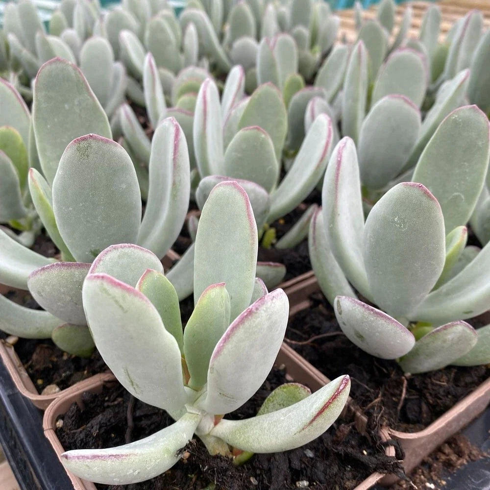 Cotyledon 'Silver Peak' Succulent Bare Root 4" - Rare Silver Foliage Plant, Drought-Tolerant, Unique Indoor/Outdoor Decor