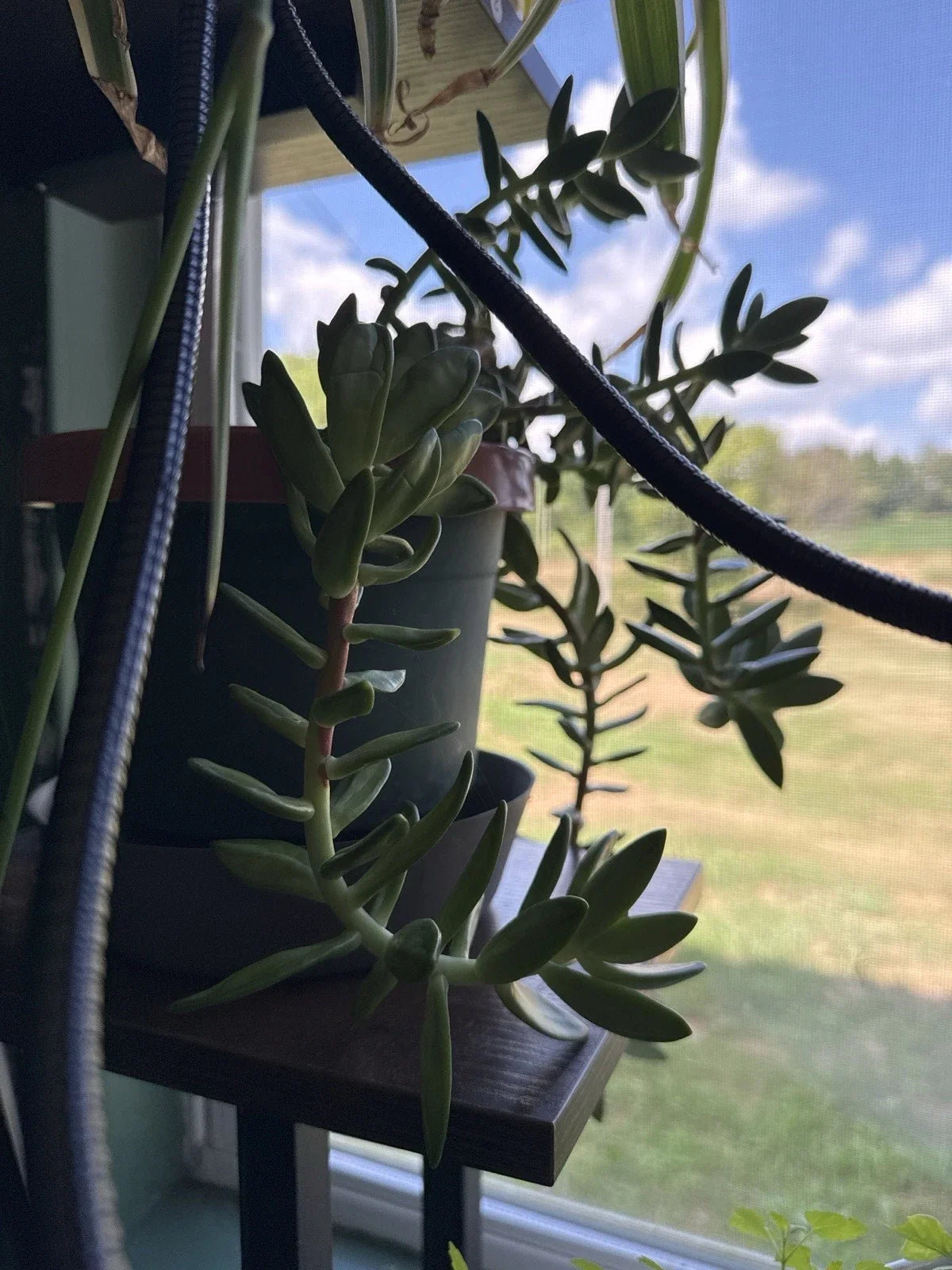 Succulent Leaves for Propagation - Pack of 4 Varieties - Ideal for DIY Projects - Various Species for Indoor Gardening