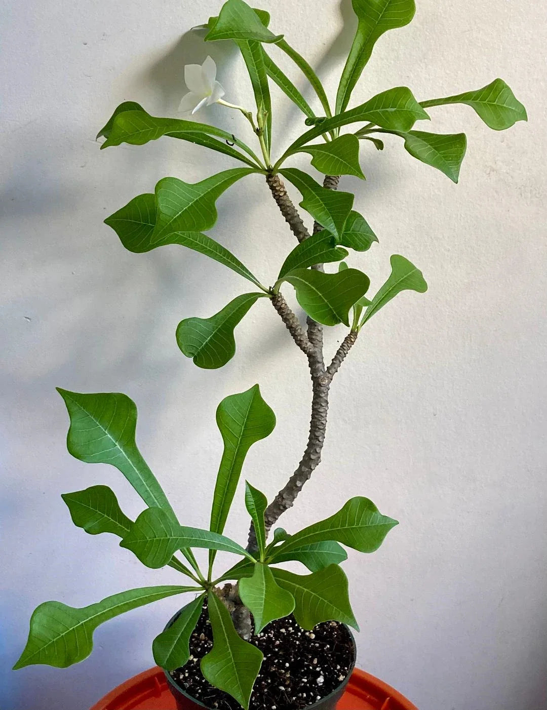 Plumeria Pudica Plant - 6" Tropical White Flowering Cutting - Bare Root Plumeria - Ideal for Indoor/Outdoor Gardening