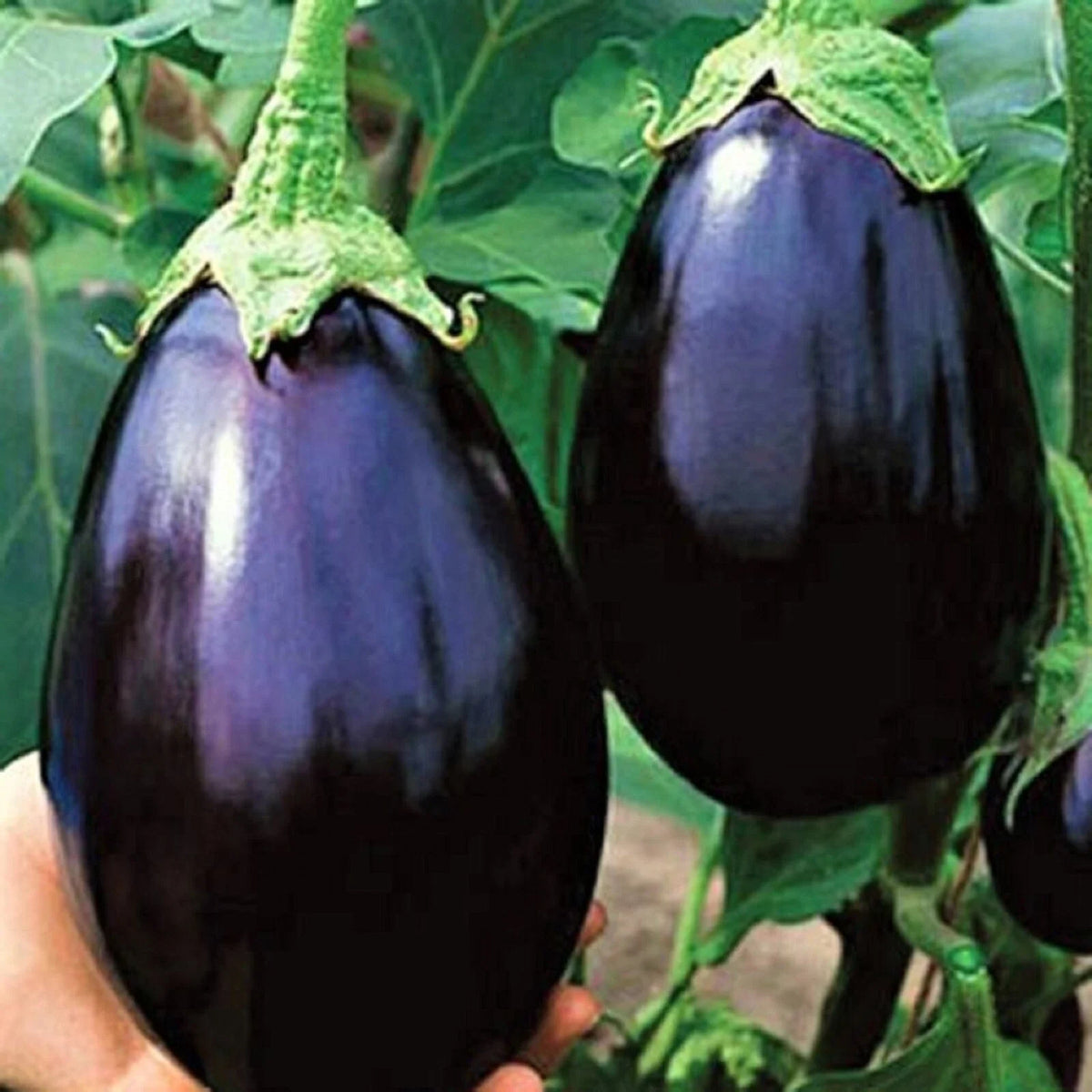 Black Beauty Eggplant Seeds - NON-GMO - 100+ Heirloom Seeds - Solanum melongena - Perfect for Home Gardening
