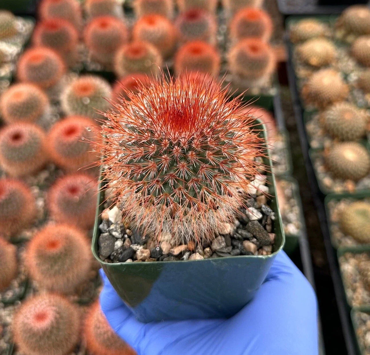 Red Headed Irishman Cactus 4" Fully Rooted Succulent Plant - Mammillaria Spinosissima with Unique Red Spines for Home Decor