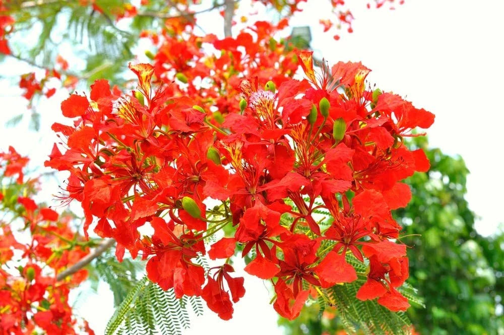 50 Royal Poinciana Seeds - Flamboyant Flame Tree - Delonix regia - USA Grown for Vibrant Red-Orange Flowers