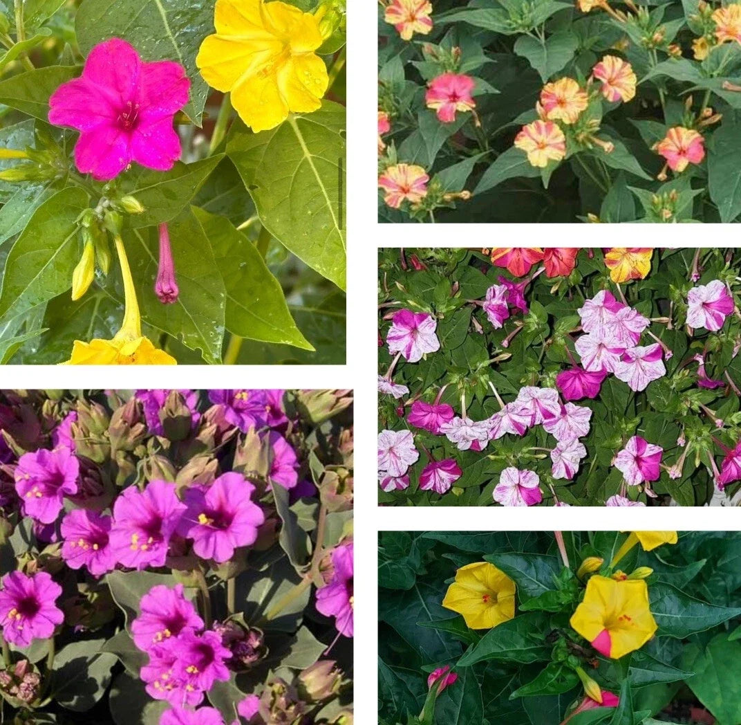 Four O'Clock Seeds 25+ Pack Mix Colors - Mirabilis Jalapa Flower Seeds for Garden Planting, Non-GMO, Attracts Pollinators