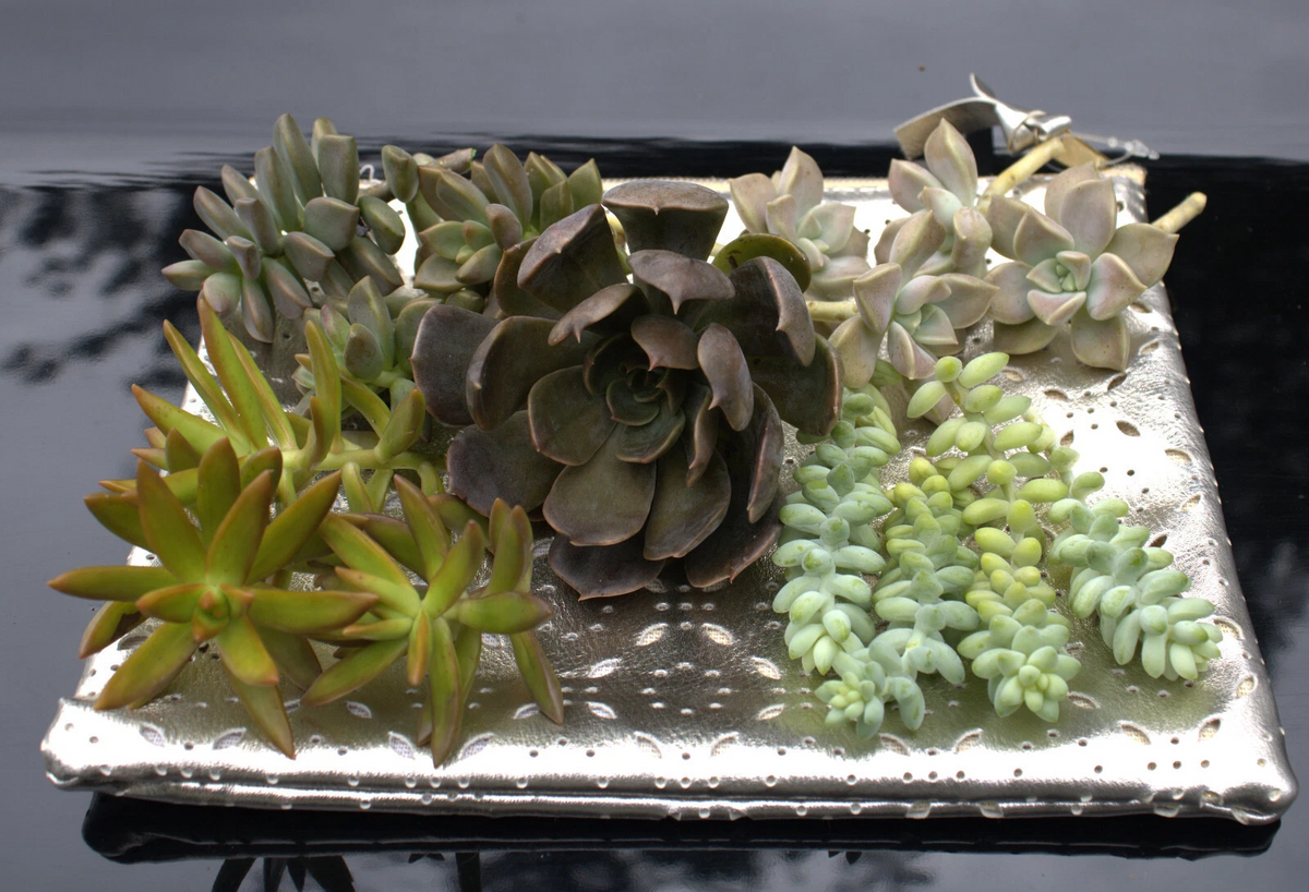 Mixed Succulent Rosette Cuttings 20 Pack Assorted Unrooted Succulent Starter for Propagation, Ideal for DIY Planters