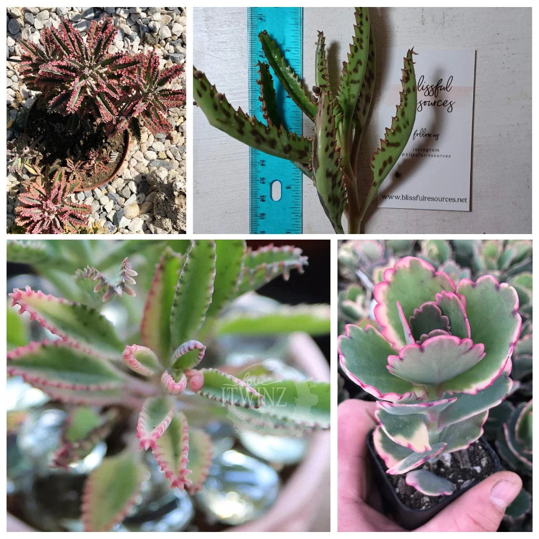 Kalanchoe Succulent Cutting 4"-6" Lavender Scallop Bryophyllum Flapjack FangFelt Plant - Low Maintenance Indoor/Outdoor Decor
