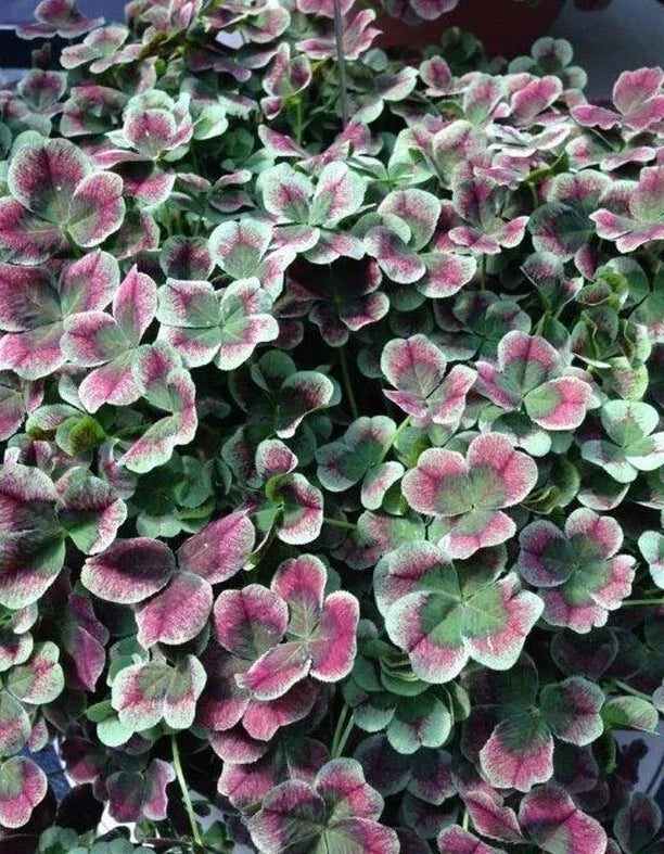 Coco Mint Clover Starter Plant - Bare Root Groundcover - Trifolium repens - Hardy Perennial for Erosion Control and Pollinators