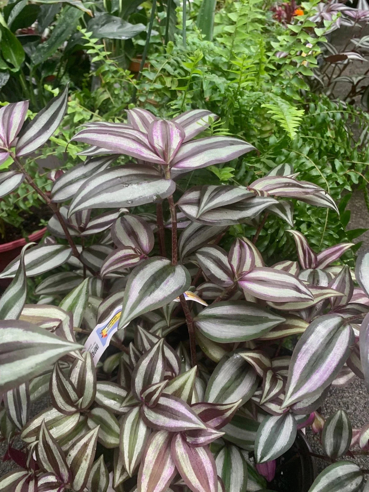 Tradescantia Zebrina Plant 4" Pot | Wandering Jew with Purple and Green Foliage | Easy Care Houseplant