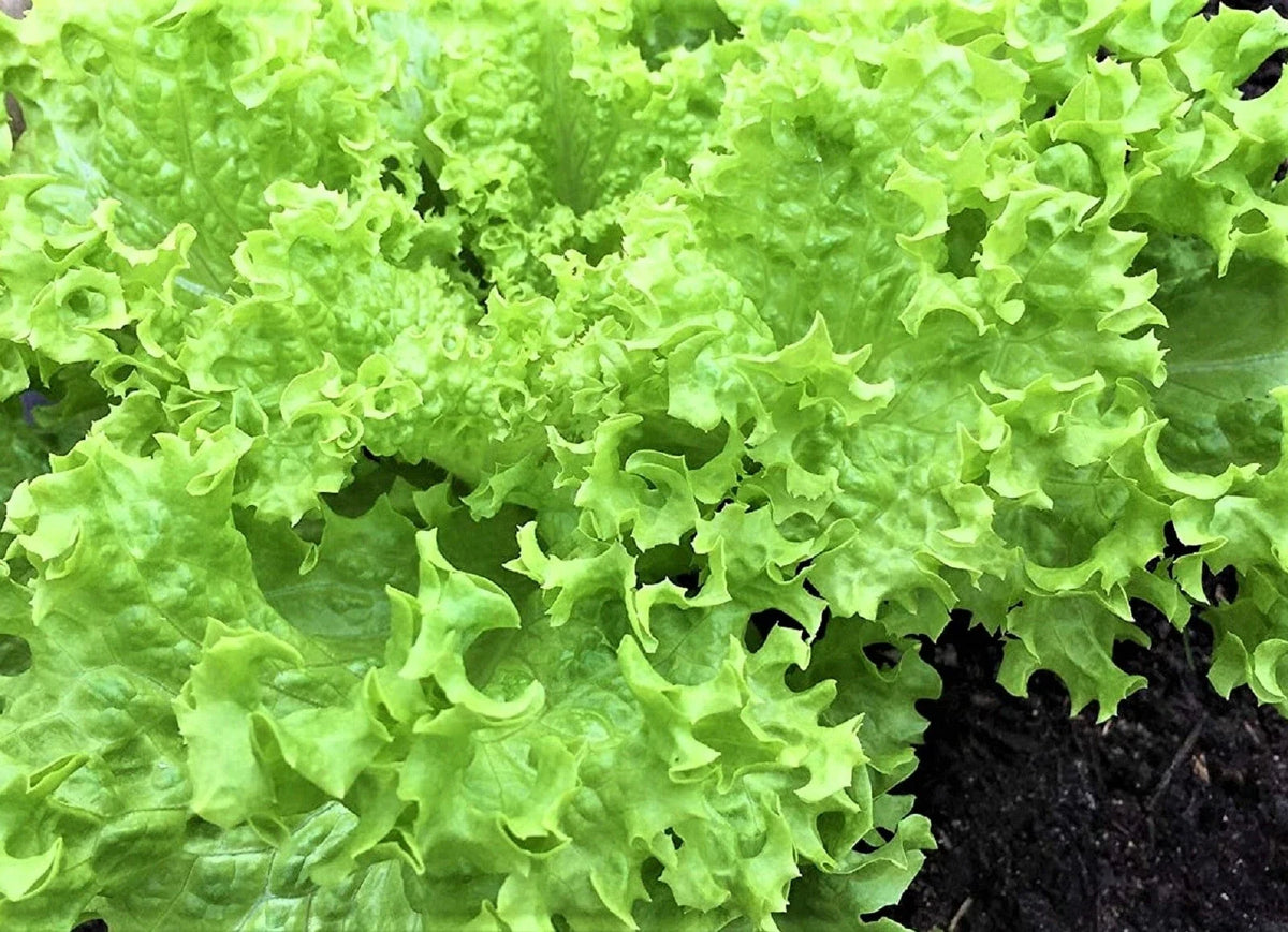 Endive Seeds 500+ Non-GMO Green Curled Ruffec Cichorium endivia Heirloom Vegetable Garden Seeds for Home Growing