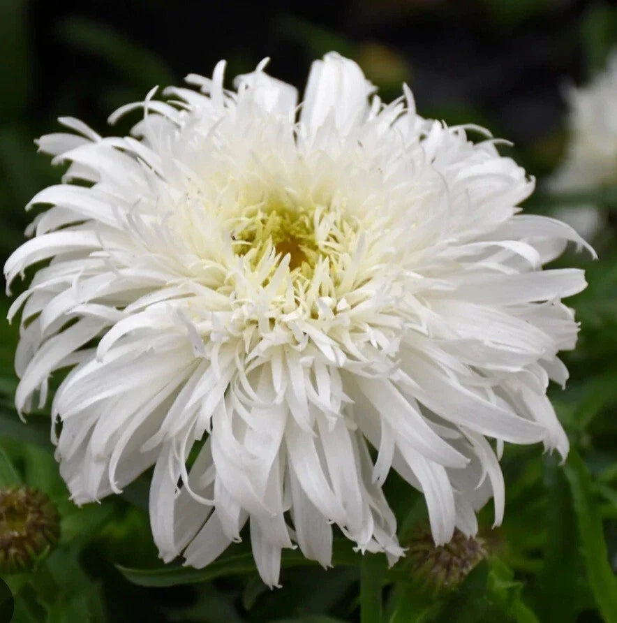 Daisy Marshmallow Seeds - Perennial Flower - Malva sylvestris - Pink & White Blooms for Garden or Container - 100 Pack