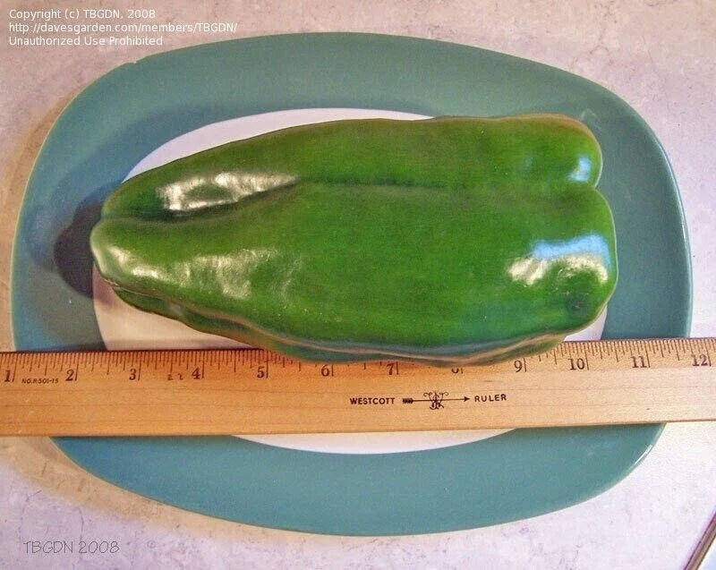 Big Bertha Sweet Pepper Seeds - 50+ Organic Heirloom Non-GMO - Capsicum annuum - Perfect for Home Gardens & Containers