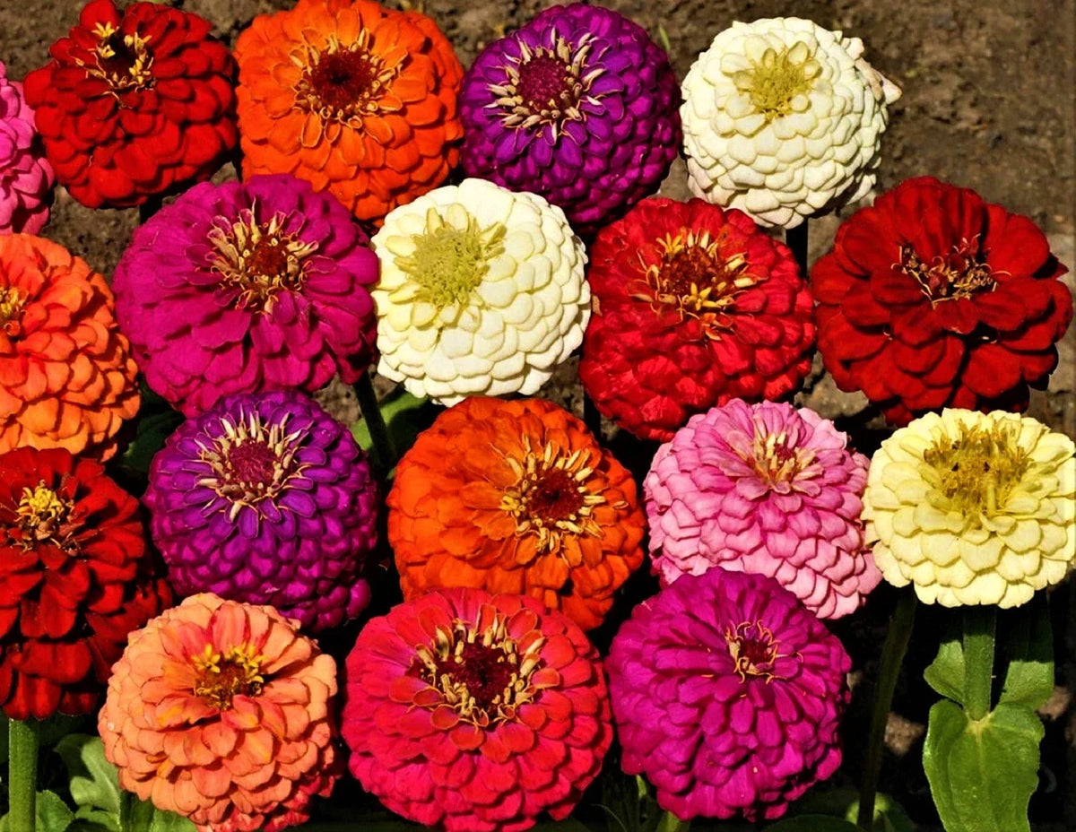 Zinnia Seeds - Lilliput Mix - 100+ Colorful Annual Flower Seeds - Zinnia elegans for Garden & Container Planting