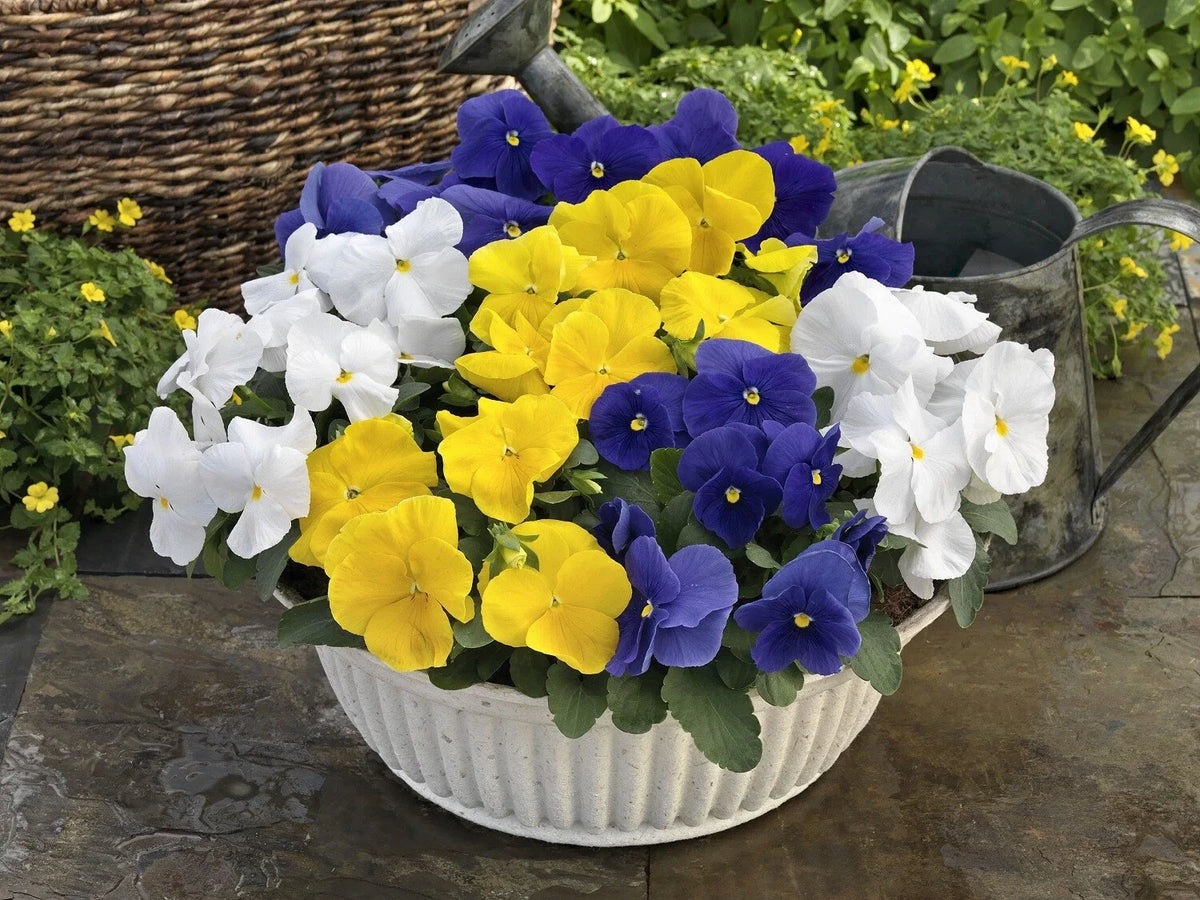 Pansy Seeds 50 Count Majestic Giant Clear Mix Viola x wittrockiana Colorful Flower Seeds for Garden and Containers