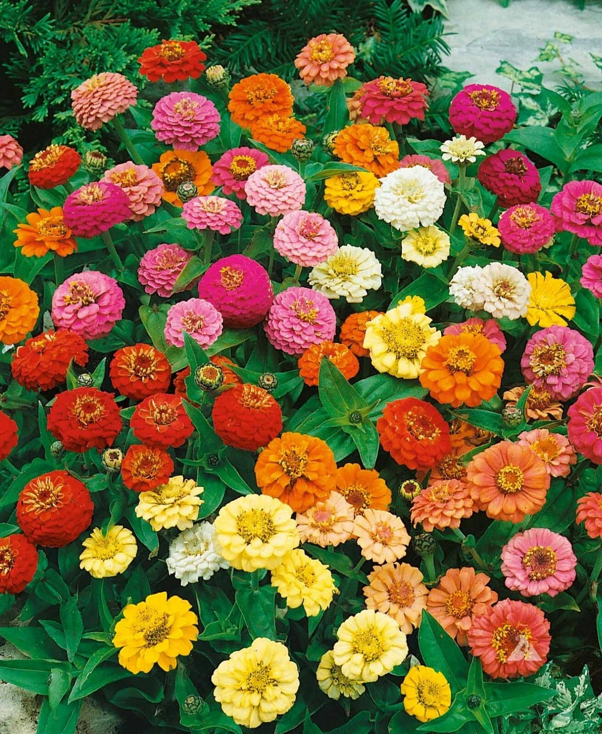 Zinnia Seeds - 200 Count - Thumbelina Mix Dwarf - Non-GMO - Attracts Butterflies & Hummingbirds - Zinnia elegans