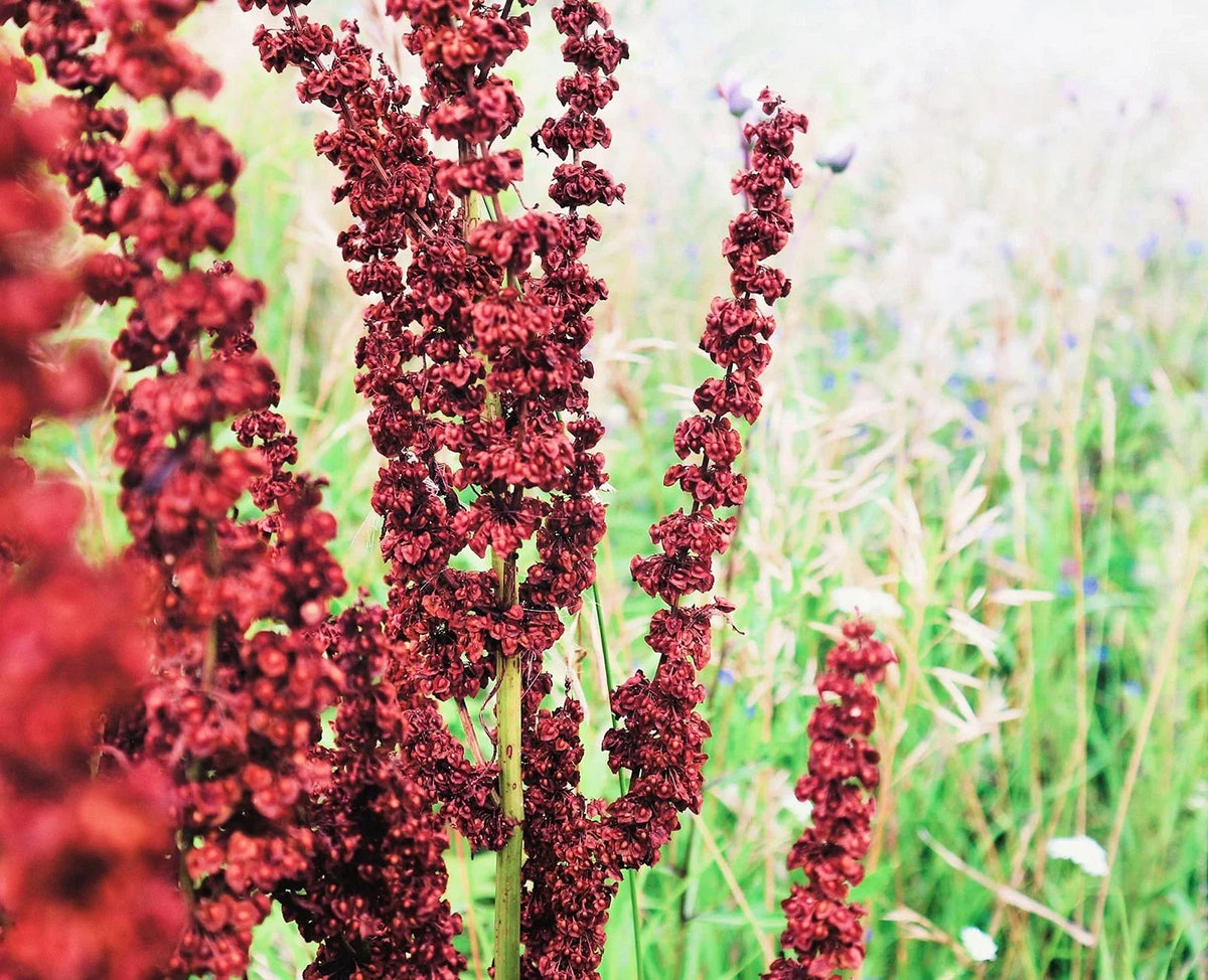 Cactusweed Seeds 50 Count - Curly Dock Seeds, Rumex crispus, Perennial Wildflower for Easy Planting