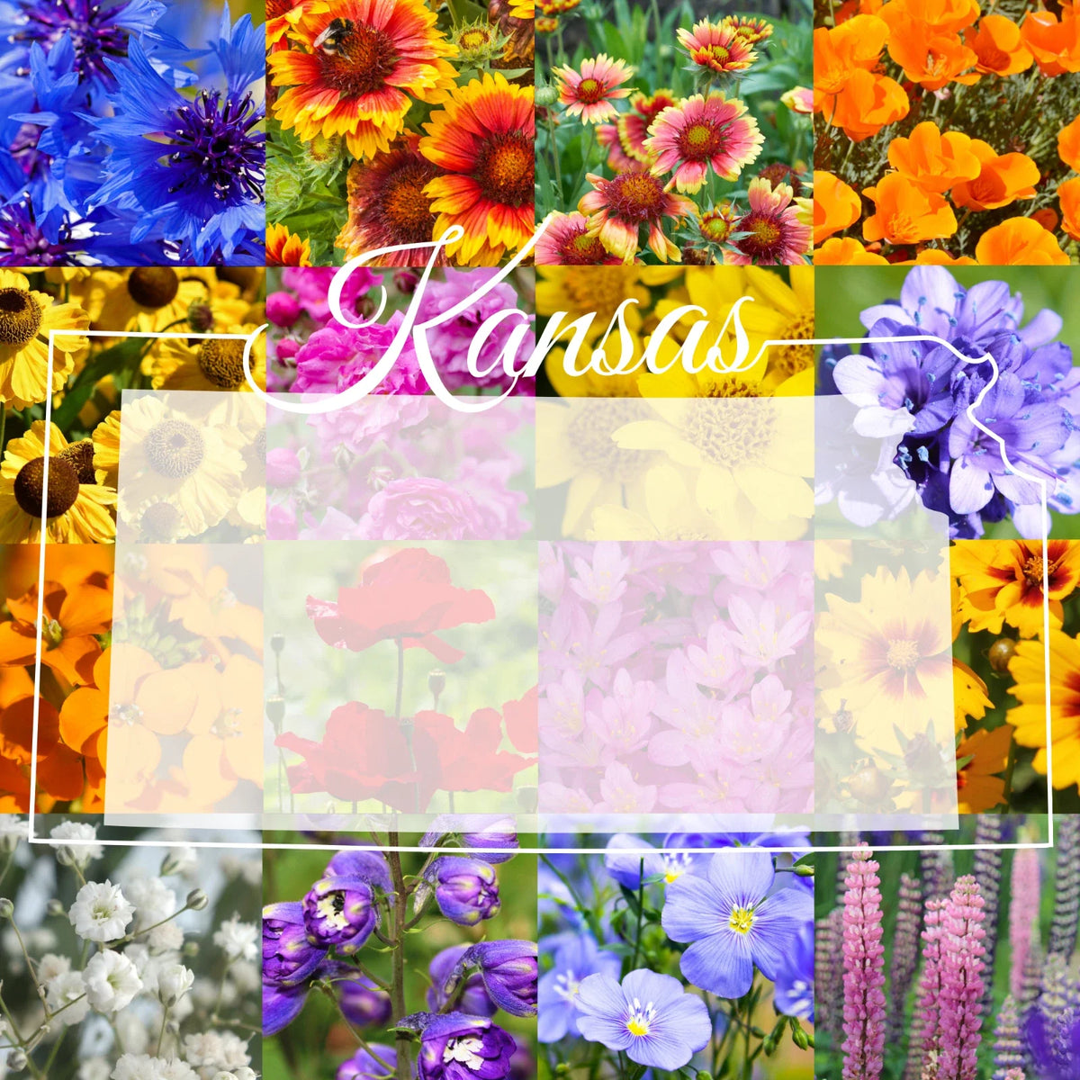 Western Kansas Wildflower Seed Mix 1/4 Pound, Native Flower Blend, Bulk Wildflower Seeds, Eco-Friendly, Various Species