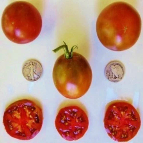 Black Prince Tomato Seeds - 25 Heirloom Slicer Seeds - Solanum lycopersicum - Dark Reddish-Brown Fruit for Home Gardens