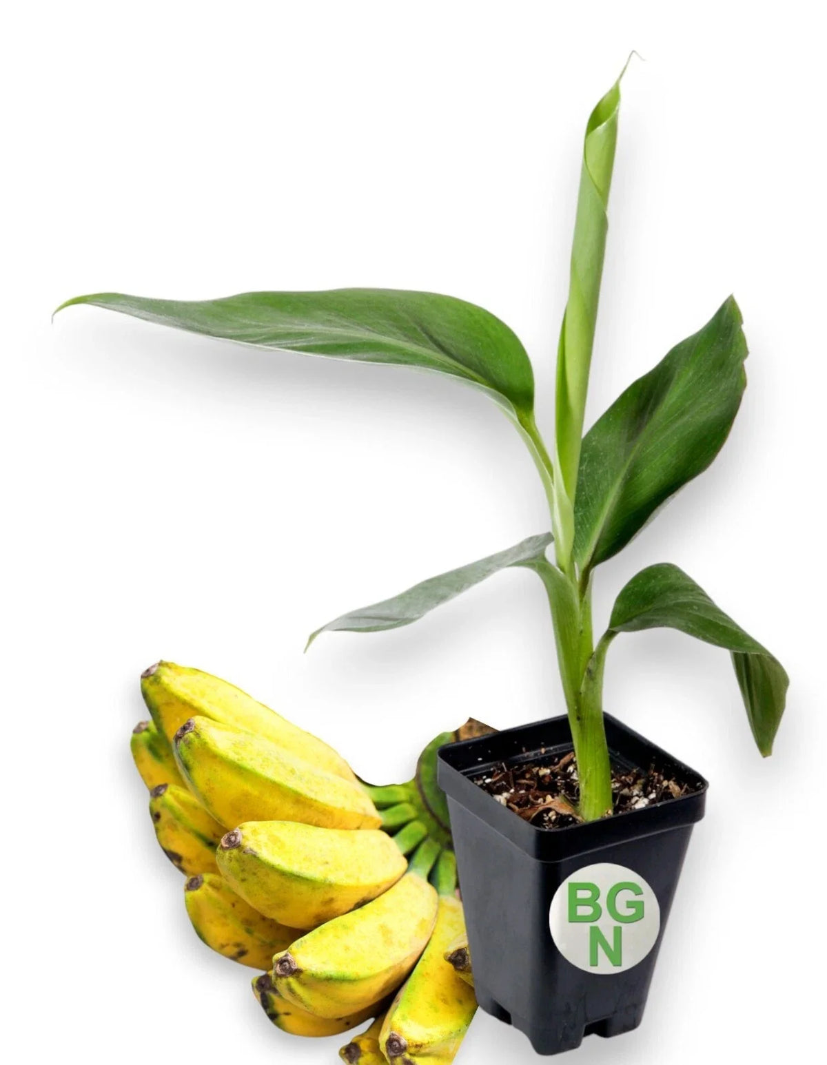 Burro Banana Plant - 4-Inch Live Plant - Unique Variegated Leaves - Musa acuminata 'Burro' - Tropical Indoor/Outdoor Gardening