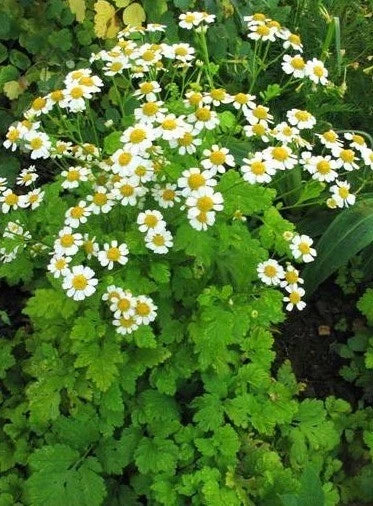 Feverfew Herb Seeds 100+ Pack Tanacetum parthenium Non-GMO Perennial with Daisy-Like Flowers for Herbal Gardens and Containers